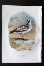 Swaysland & Thorburn 1883 Antique Bird Print. Grey Phalarope
