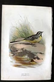 Swaysland & Thorburn 1883 Antique Bird Print. Grey Wagtail