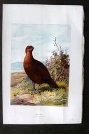 Swaysland & Thorburn 1883 Antique Bird Print. Grouse