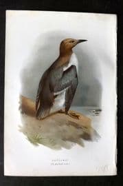 Swaysland & Thorburn 1883 Antique Bird Print. Guillemot