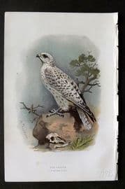 Swaysland & Thorburn 1883 Antique Bird Print. Gyr-Falcon