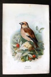Swaysland & Thorburn 1883 Antique Bird Print. Hawfinch