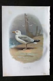 Swaysland & Thorburn 1883 Antique Bird Print. Herring Gull
