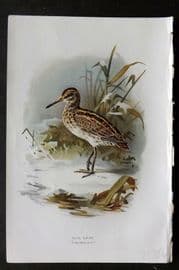 Swaysland & Thorburn 1883 Antique Bird Print. Jack Snipe