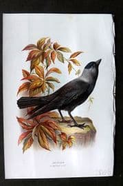 Swaysland & Thorburn 1883 Antique Bird Print. Jackdaw