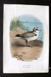 Swaysland & Thorburn 1883 Antique Bird Print. Kentish Plover