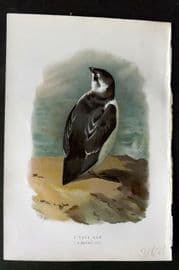 Swaysland & Thorburn 1883 Antique Bird Print. Little Auk
