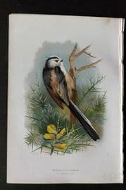 Swaysland & Thorburn 1883 Antique Bird Print. Longtailed Titmouse
