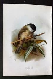 Swaysland & Thorburn 1883 Antique Bird Print. Marsh Tit