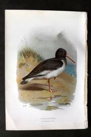 Swaysland & Thorburn 1883 Antique Bird Print. Oyster Catcher