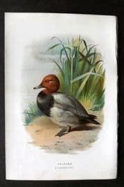 Swaysland & Thorburn 1883 Antique Bird Print. Pochard