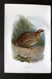 Swaysland & Thorburn 1883 Antique Bird Print. Quail