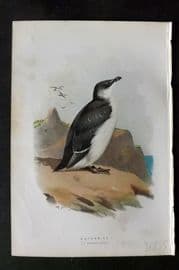 Swaysland & Thorburn 1883 Antique Bird Print. Razorbill