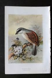 Swaysland & Thorburn 1883 Antique Bird Print. Red Backed Shrike