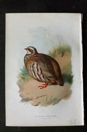 Swaysland & Thorburn 1883 Antique Bird Print. Red Legged Partridge