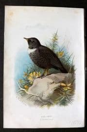 Swaysland & Thorburn 1883 Antique Bird Print. Ring Ouzel