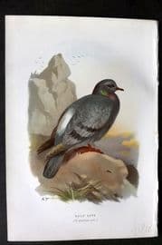 Swaysland & Thorburn 1883 Antique Bird Print. Rock Dove