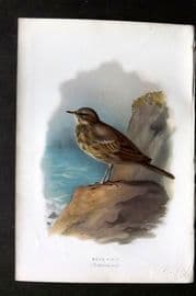 Swaysland & Thorburn 1883 Antique Bird Print. Rock Pipit