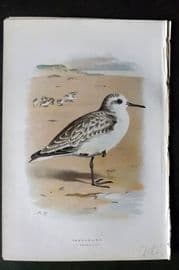 Swaysland & Thorburn 1883 Antique Bird Print. Sanderling