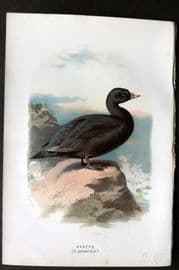 Swaysland & Thorburn 1883 Antique Bird Print. Scoter