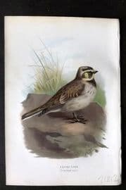 Swaysland & Thorburn 1883 Antique Bird Print. Shore Lark