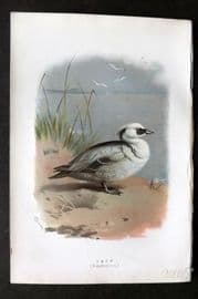 Swaysland & Thorburn 1883 Antique Bird Print. Smew