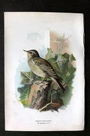 Swaysland & Thorburn 1883 Antique Bird Print. Spotted Flycatcher