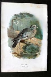 Swaysland & Thorburn 1883 Antique Bird Print. Stock Dove