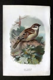 Swaysland & Thorburn 1883 Antique Bird Print. Tree Sparrow