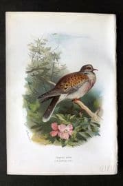 Swaysland & Thorburn 1883 Antique Bird Print. Turtle Dove