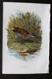Swaysland & Thorburn 1883 Antique Bird Print. Water Rail