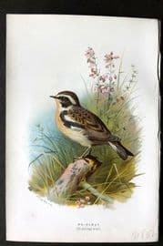 Swaysland & Thorburn 1883 Antique Bird Print. Whinchat