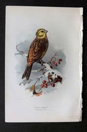 Swaysland & Thorburn 1883 Antique Bird Print. Yellow Hammer