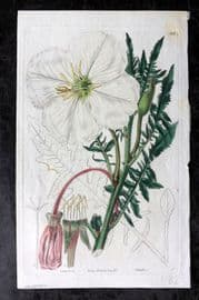 Sweet 1832 Hand Col Botanical Print. Unequel Lobed Evening Primrose 105
