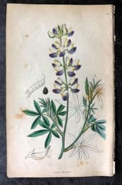 Sweet 1854 Hand Col Botanical Print. Ehrenberg's Lupin 78