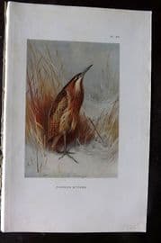 Thorburn 1926 Vintage Bird Print. Common Bittern 96