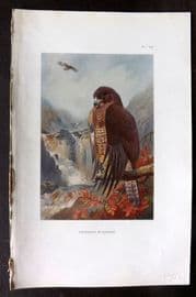 Thorburn 1926 Vintage Bird Print. Common Buzzard 76