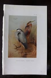 Thorburn 1926 Vintage Bird Print. Common Heron 93