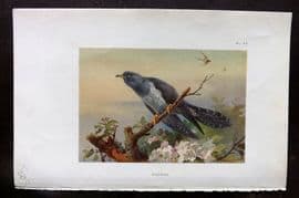 Thorburn 1926 Vintage Bird Print. Cuckoo 64
