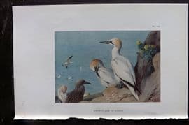 Thorburn 1926 Vintage Bird Print. Gannet 92
