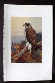 Thorburn 1926 Vintage Bird Print. Goshawk 80