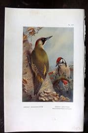 Thorburn 1926 Vintage Bird Print. Green & Great Spotted Woodpecker 59