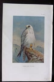 Thorburn 1926 Vintage Bird Print. Greenland Falcon 84