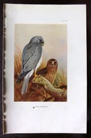 Thorburn 1926 Vintage Bird Print. Hen Harrier 74