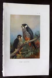 Thorburn 1926 Vintage Bird Print. Hobby 87