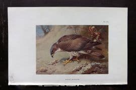 Thorburn 1926 Vintage Bird Print. Honey Buzzard 83