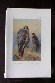 Thorburn 1926 Vintage Bird Print. Iceland & Gyr Falcon 85