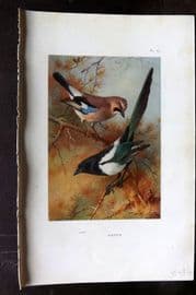 Thorburn 1926 Vintage Bird Print. Jay, Magpie 51
