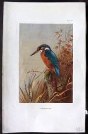 Thorburn 1926 Vintage Bird Print. Kingfisher 61