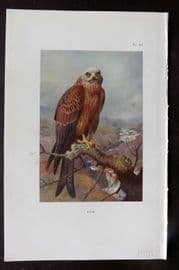 Thorburn 1926 Vintage Bird Print. Kite 82